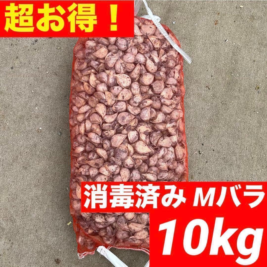 【超お得】種用バラM10kg 新物 青森県産にんにく 福地ホワイト 消毒済み