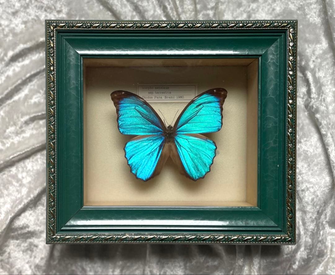 メネラウスモルフォ 標本箱 蝶 標本 額縁 インテリア 壁掛け アンティーク