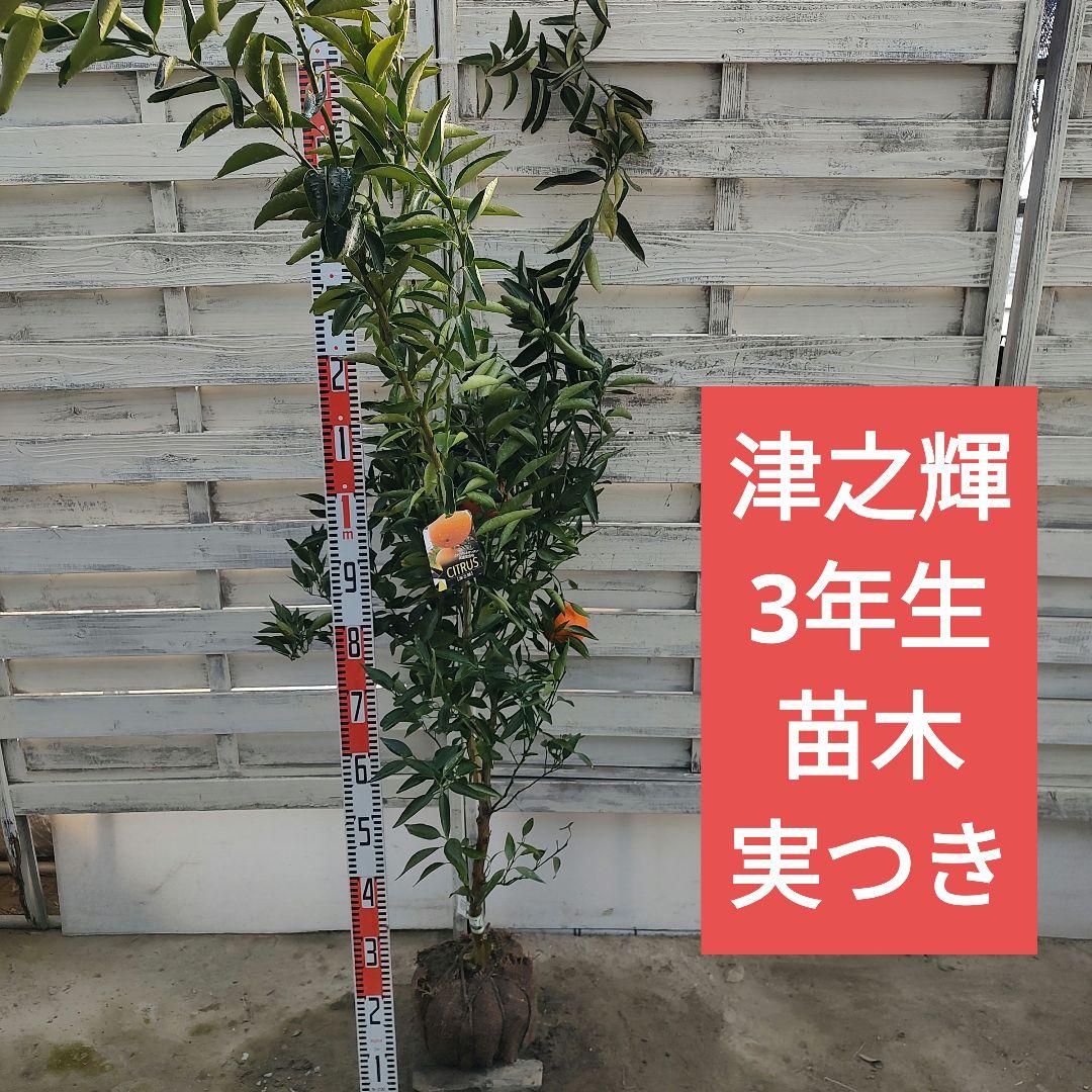 ロ*ゲ様 【04】津之輝 3年生 登録品種 実つき！