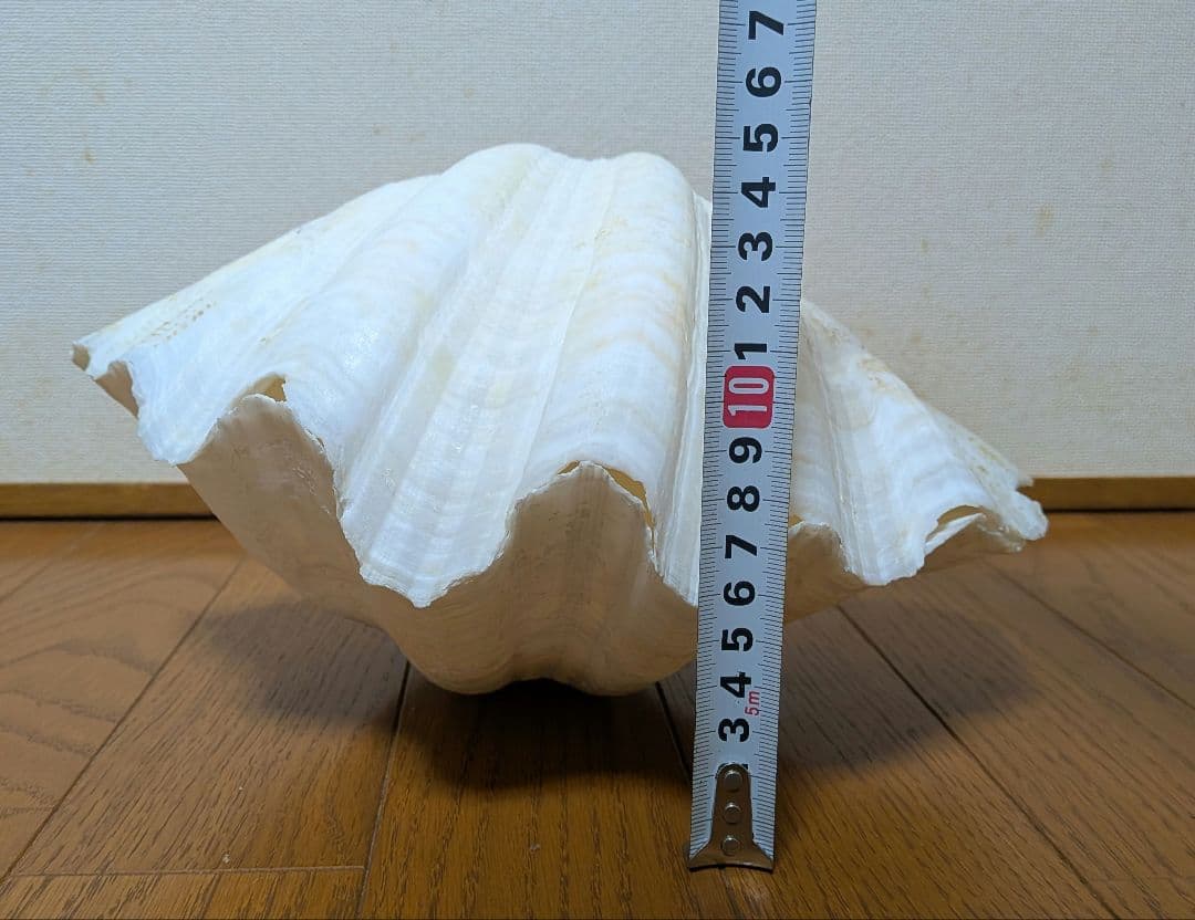 【約30cm】シャコガイ　シャコ貝