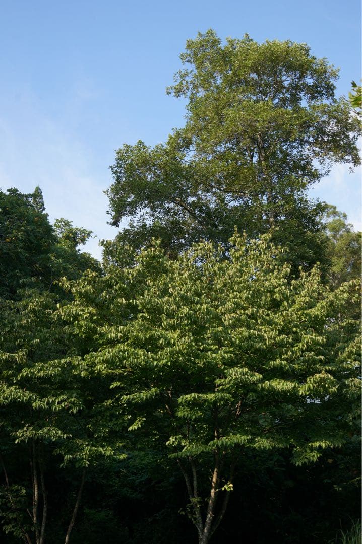 SIGMA 30mm F2.8 EX DN レンズ撮影画像有り