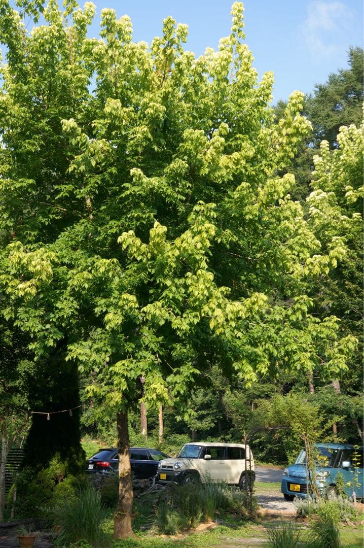 SIGMA 30mm F2.8 EX DN レンズ撮影画像有り