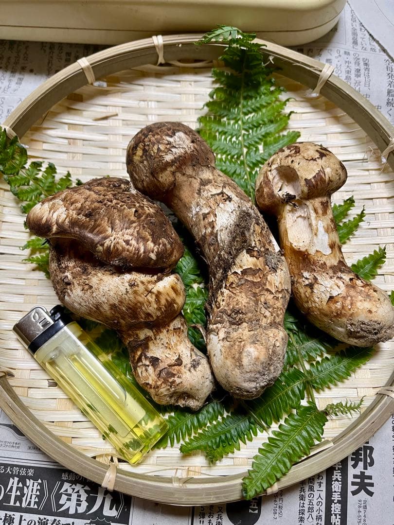 【大阪泉州産】天然松茸 採れたて「超ブサイクちゃん」3本190g国産