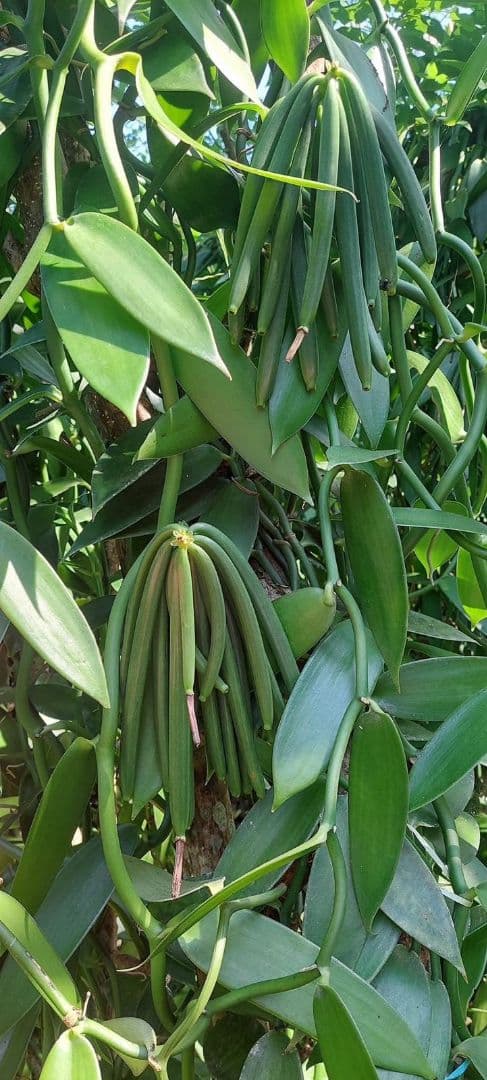 御礼【7個セット】特別販売　バニラペースト100gブルボン種　楓や