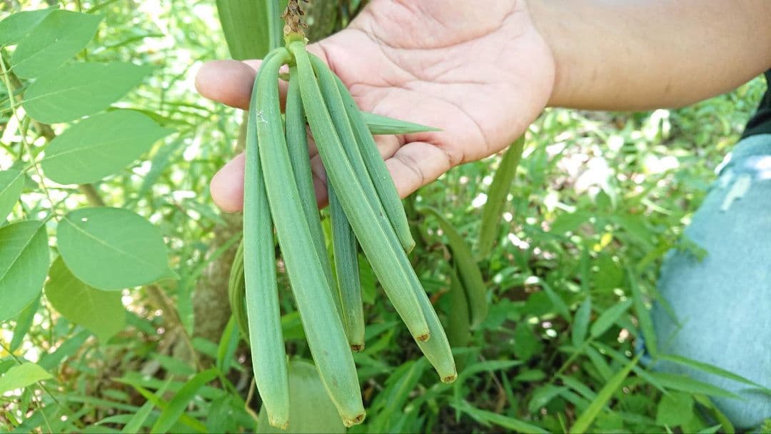 御礼【7個セット】特別販売　バニラペースト100gブルボン種　楓や