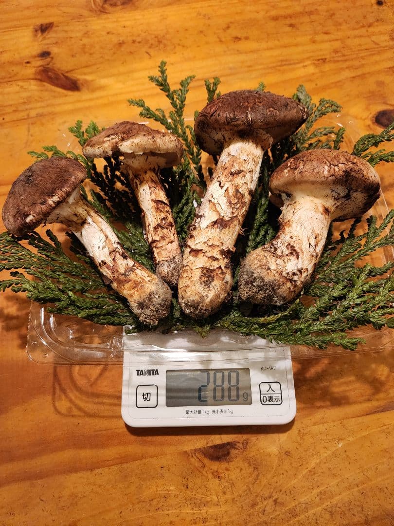 北海道産松茸　288g