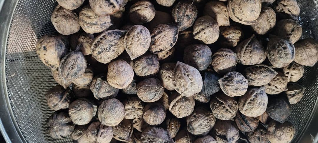 磨樹さん専用　岩手県無農薬鬼むき胡桃　3キロ