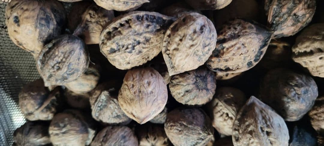 磨樹さん専用　岩手県無農薬鬼むき胡桃　3キロ