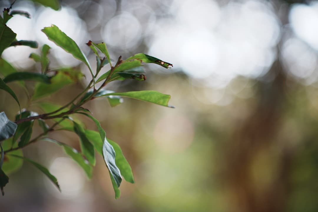 【希少】ミノルタ AUTO TELE ROKKOR-PF 100mm F2 80