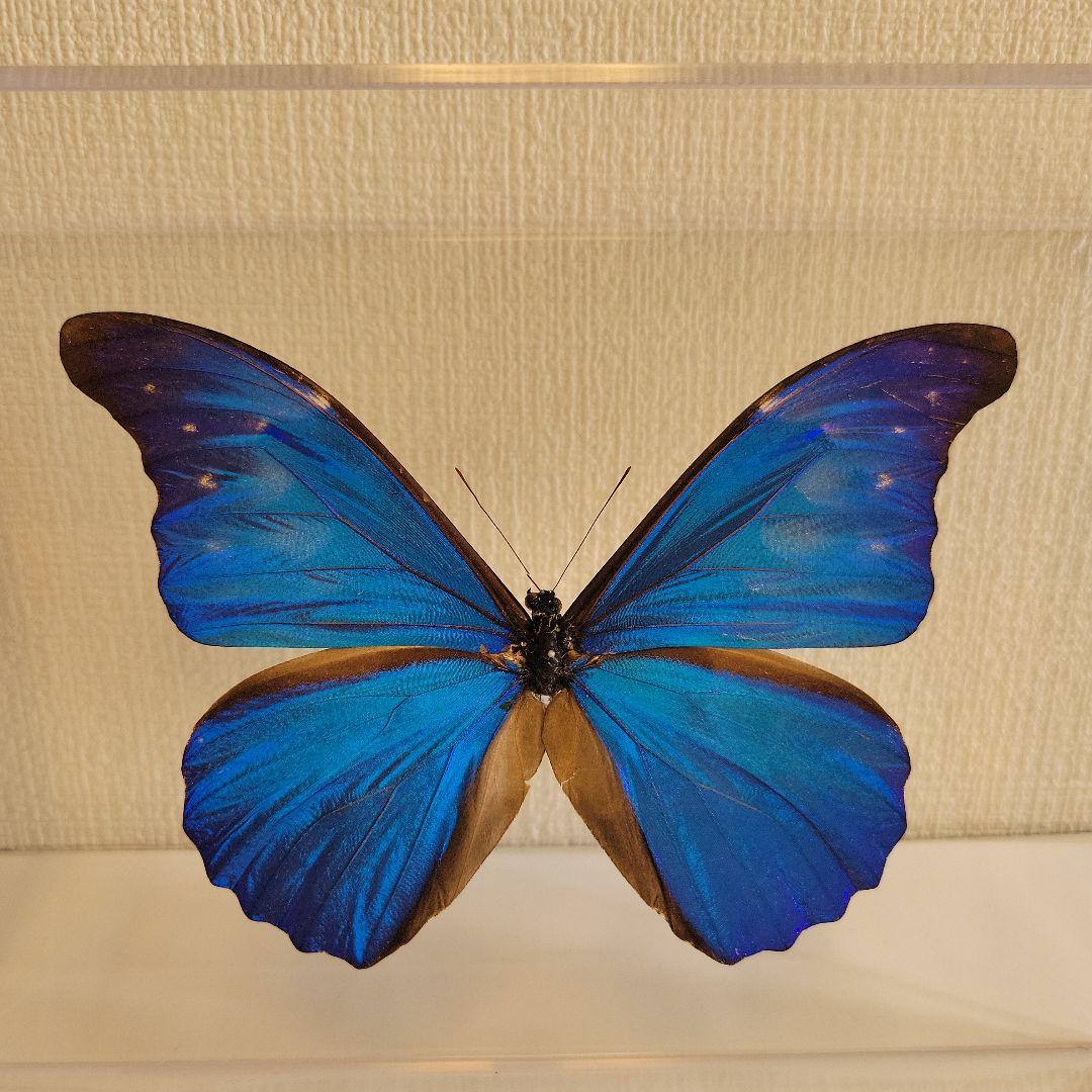 M*i様 蝶の標本　ジャングルを舞う宝石（特珍大）