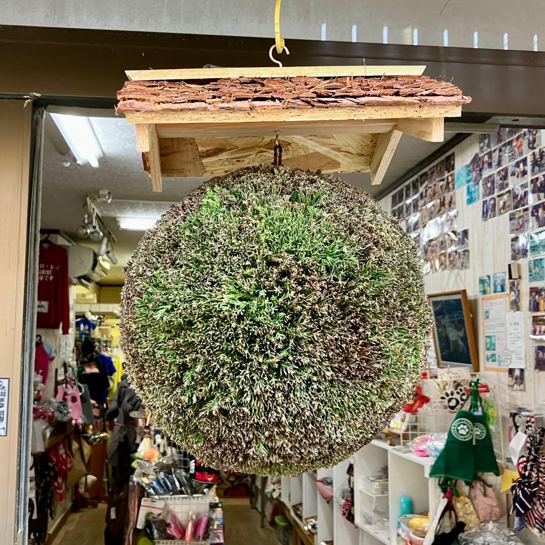 杉玉【屋根付き】②