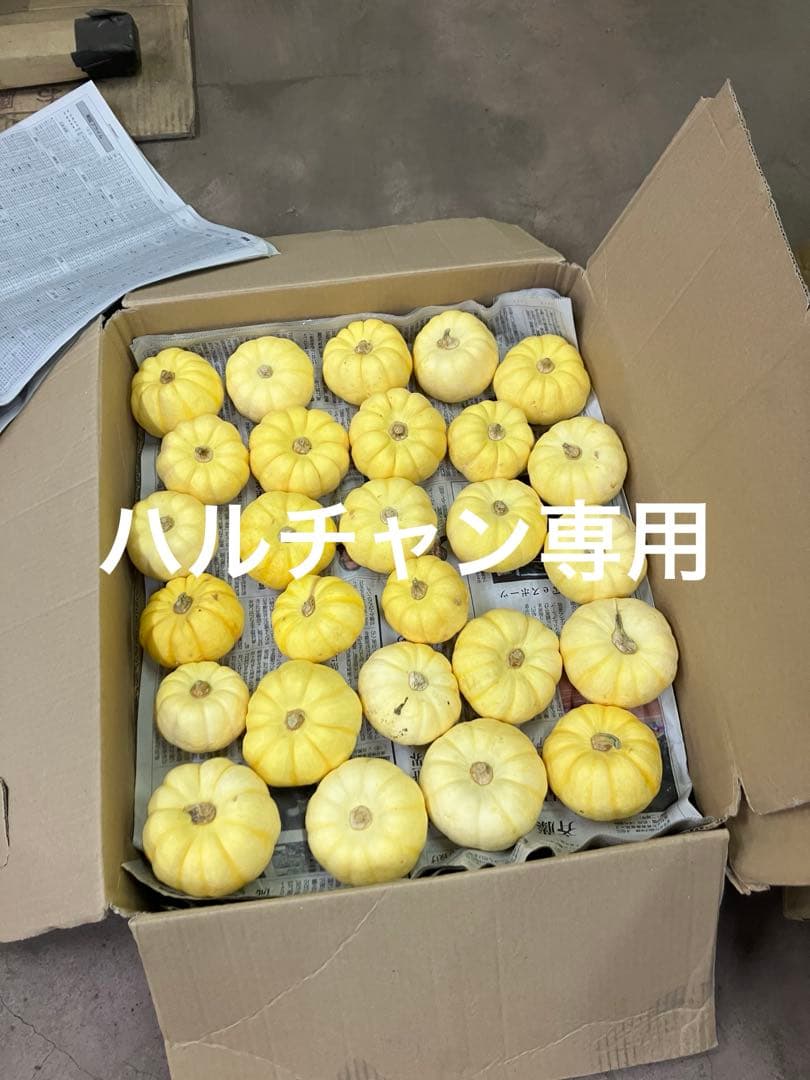 ハロウィン用　ミニカボチャ(プッチーニ)#1 56個