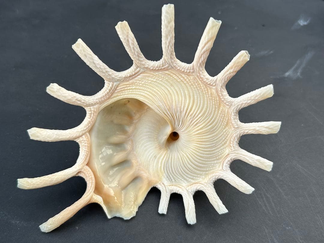 美品　貝殻標本　カジトリグルマ　特大　12.2cm