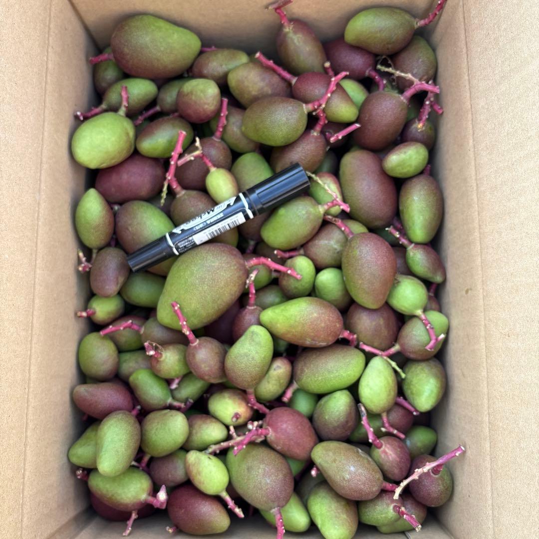 摘果マンゴー2/7❶