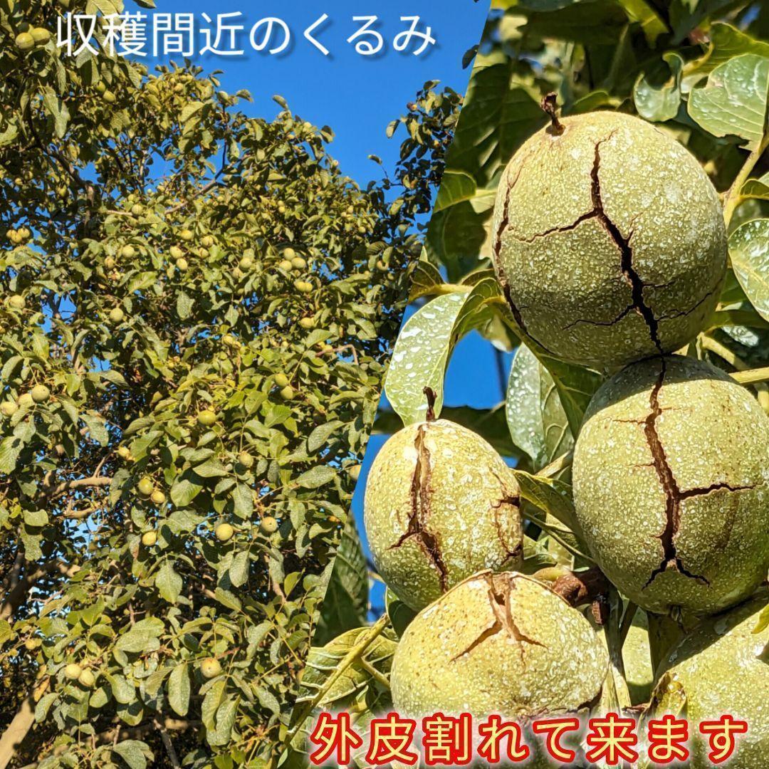 【かおりん商品】25年産 新物 国産 殻付き信濃くるみ 極小〜小 13kg