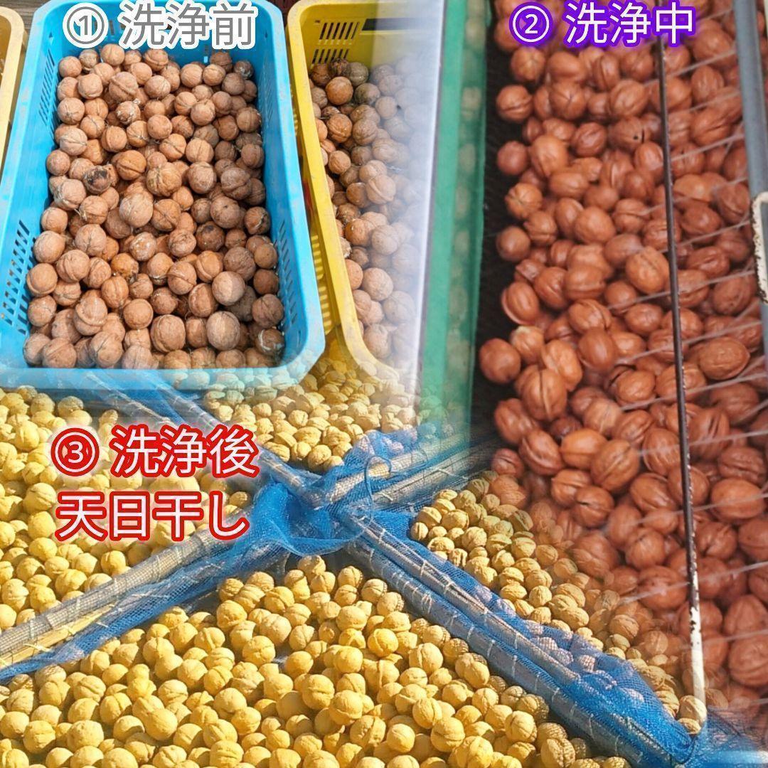 【かおりん商品】25年産 新物 国産 殻付き信濃くるみ 極小〜小 13kg