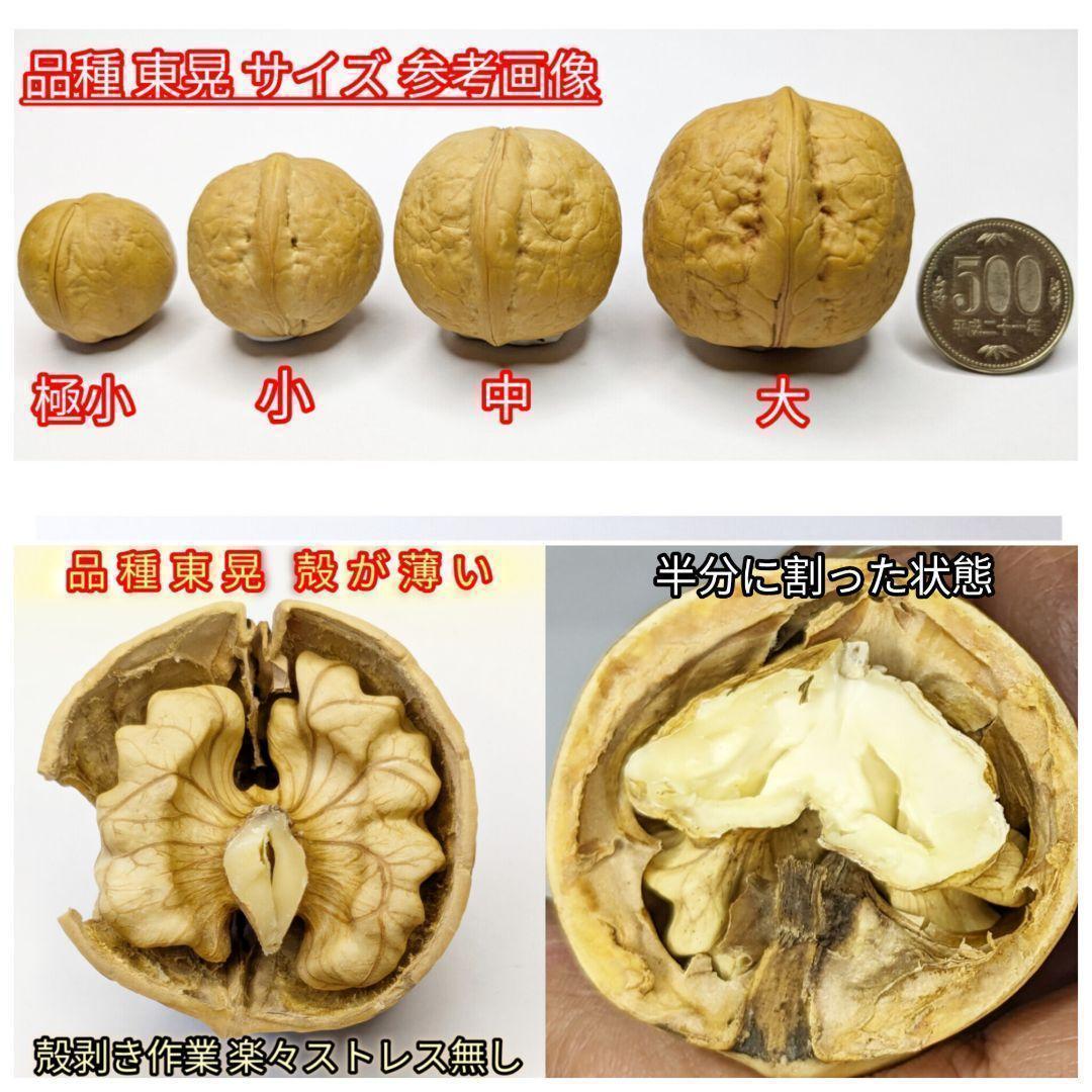 【かおりん商品】25年産 新物 国産 殻付き信濃くるみ 極小〜小 13kg