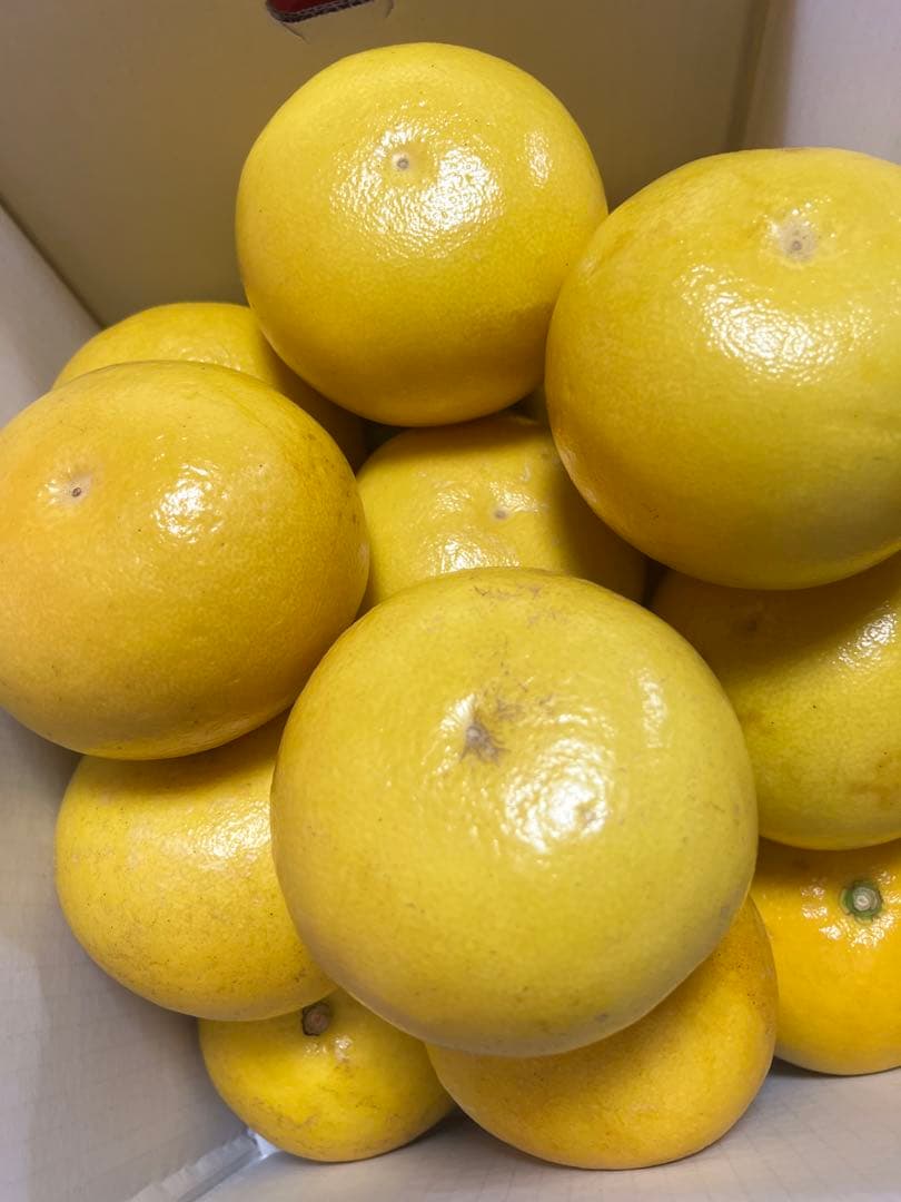 文旦　山北みかん　ポンカン　好きにも　17