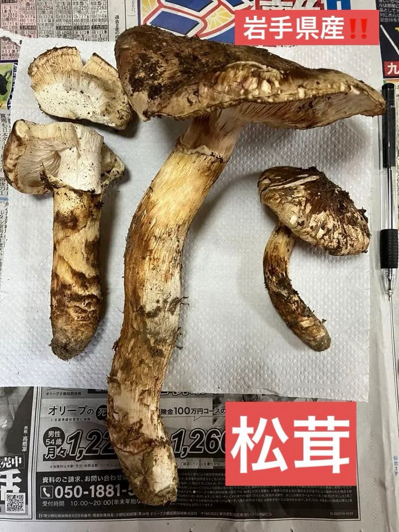 mm55cooo様‼️専用松茸350g