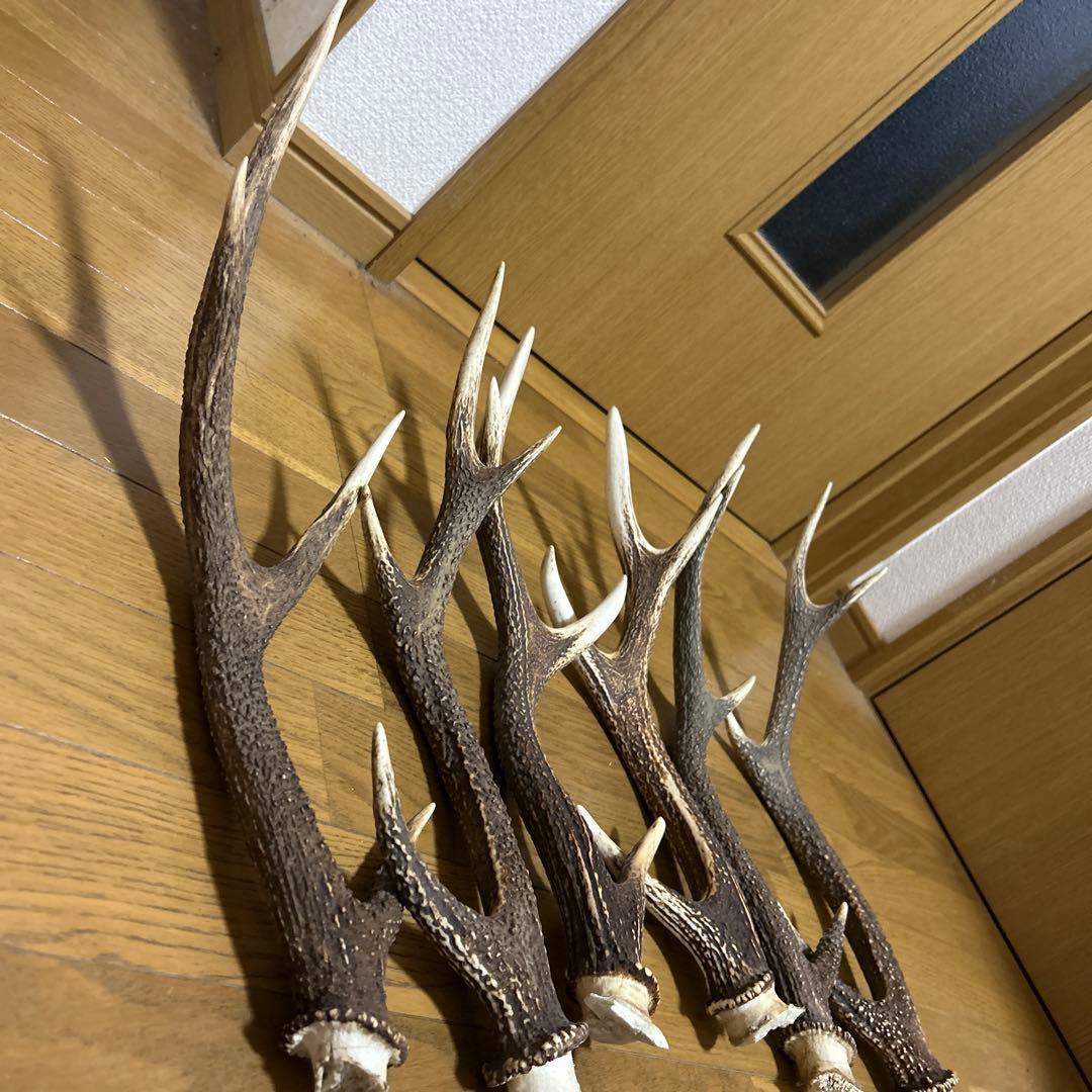 鹿の角 インテリア装飾 約50cm 3組 6本