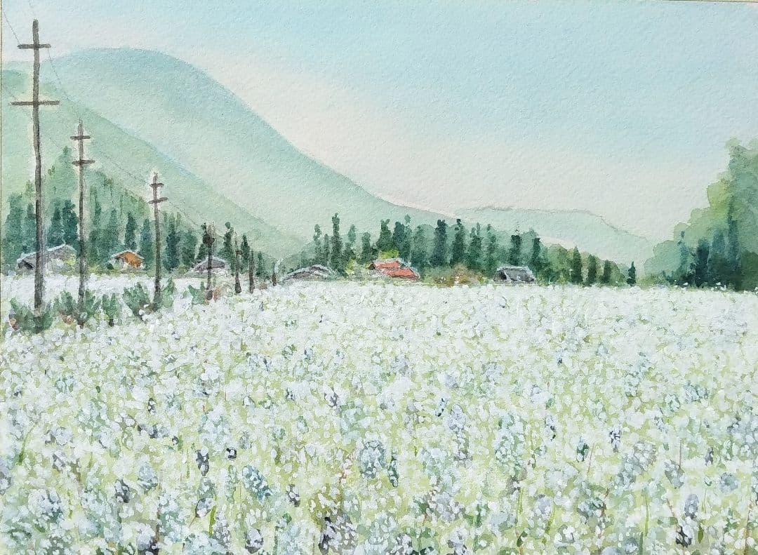 長野県 《 木曽蕎麦畑 》　 　水彩画　風景画　原画 プレゼントあり