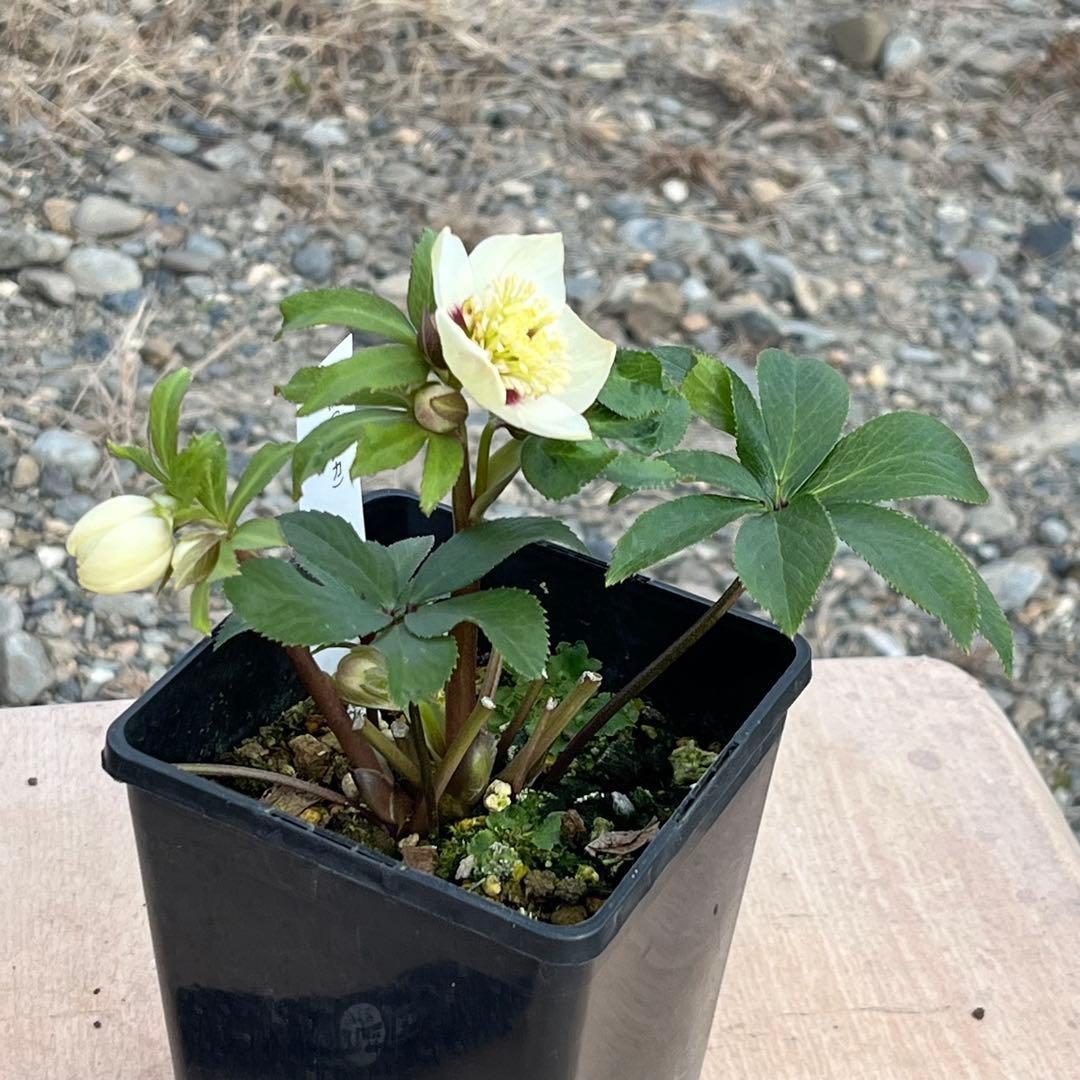 の*ん様 ☘️蕾付き☘️3302⭐️小輪⭐️SD⭐️シズカ⭐️静⭐️樋口さん⭐️