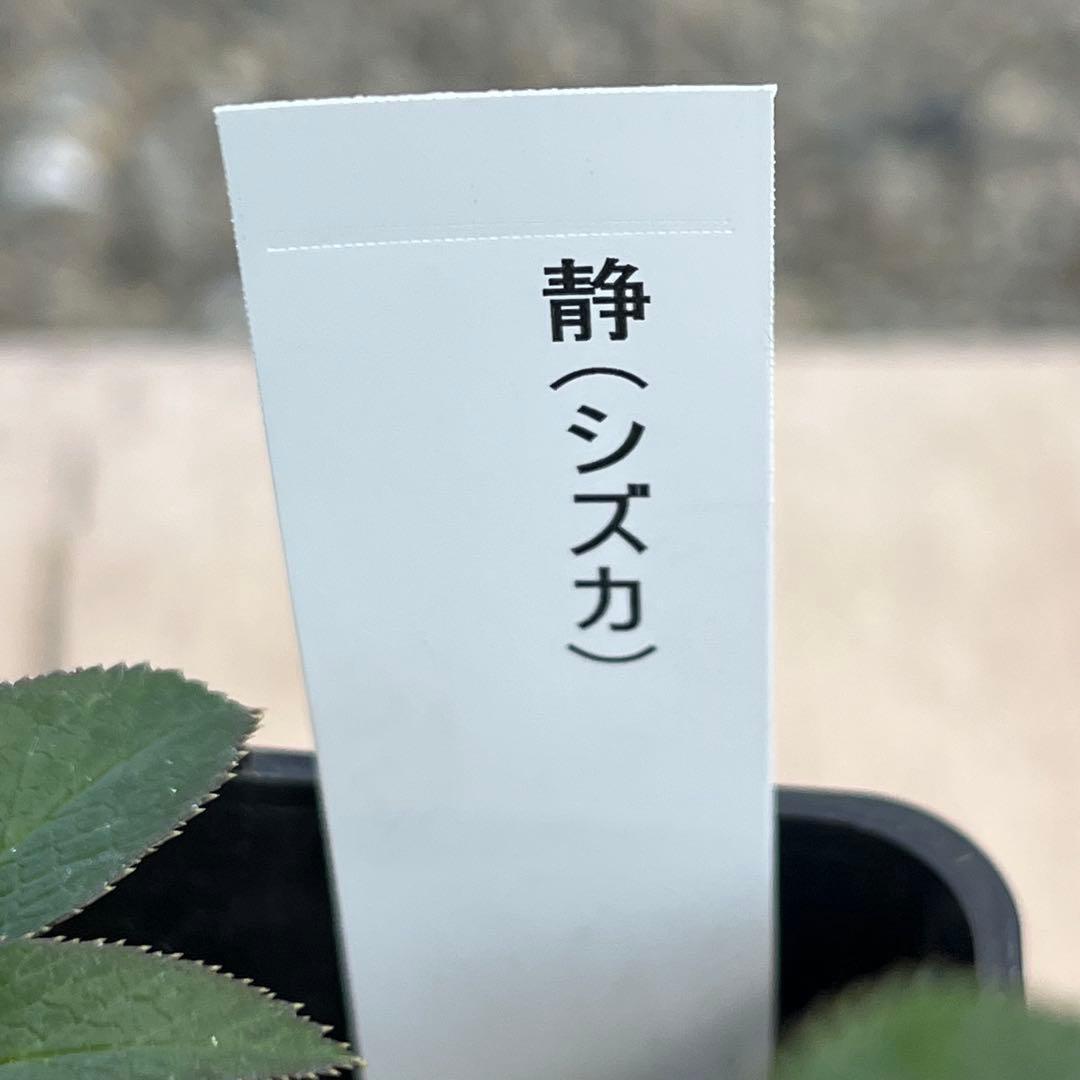 の*ん様 ☘️蕾付き☘️3302⭐️小輪⭐️SD⭐️シズカ⭐️静⭐️樋口さん⭐️