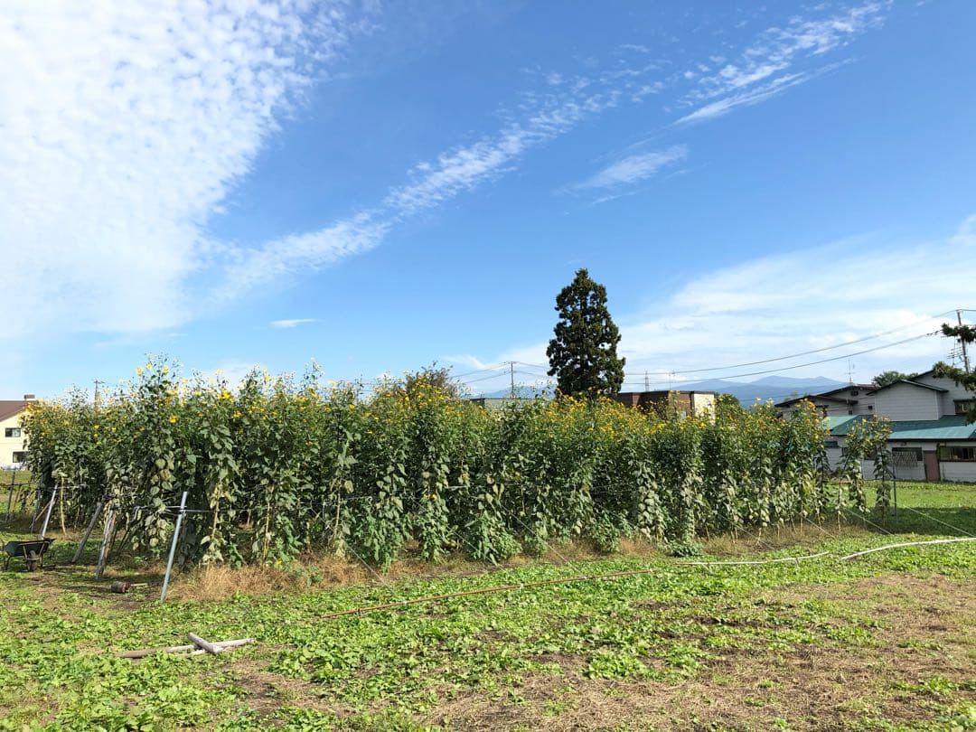 とうちゃん　2/2青森県産 紫菊芋《約25kg・土付》 農薬不使用