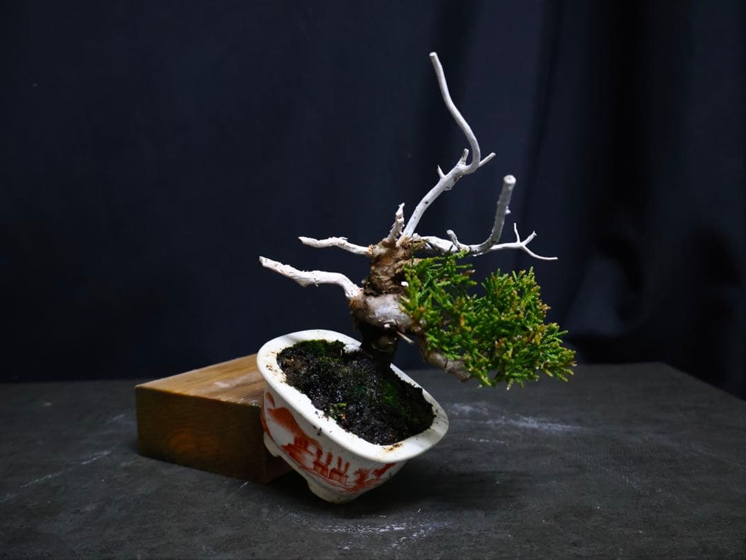 真柏　小品盆栽　天神　ジン　シャリ　盆栽　ミニ盆栽