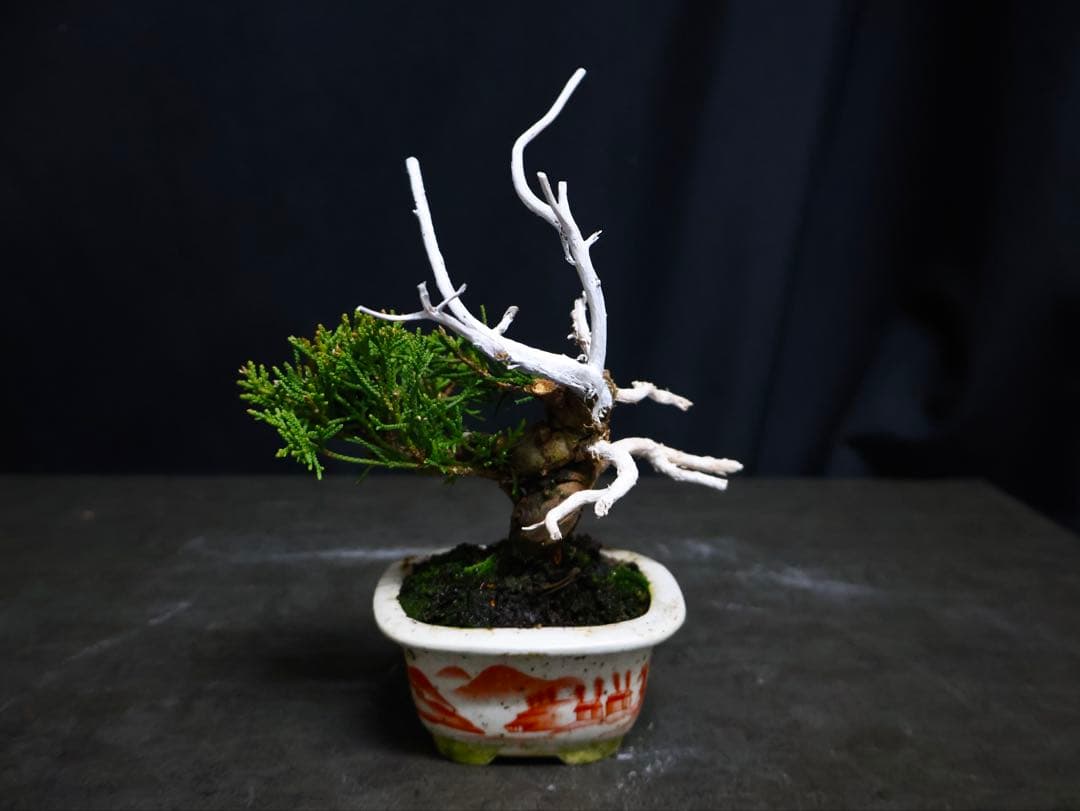 真柏　小品盆栽　天神　ジン　シャリ　盆栽　ミニ盆栽