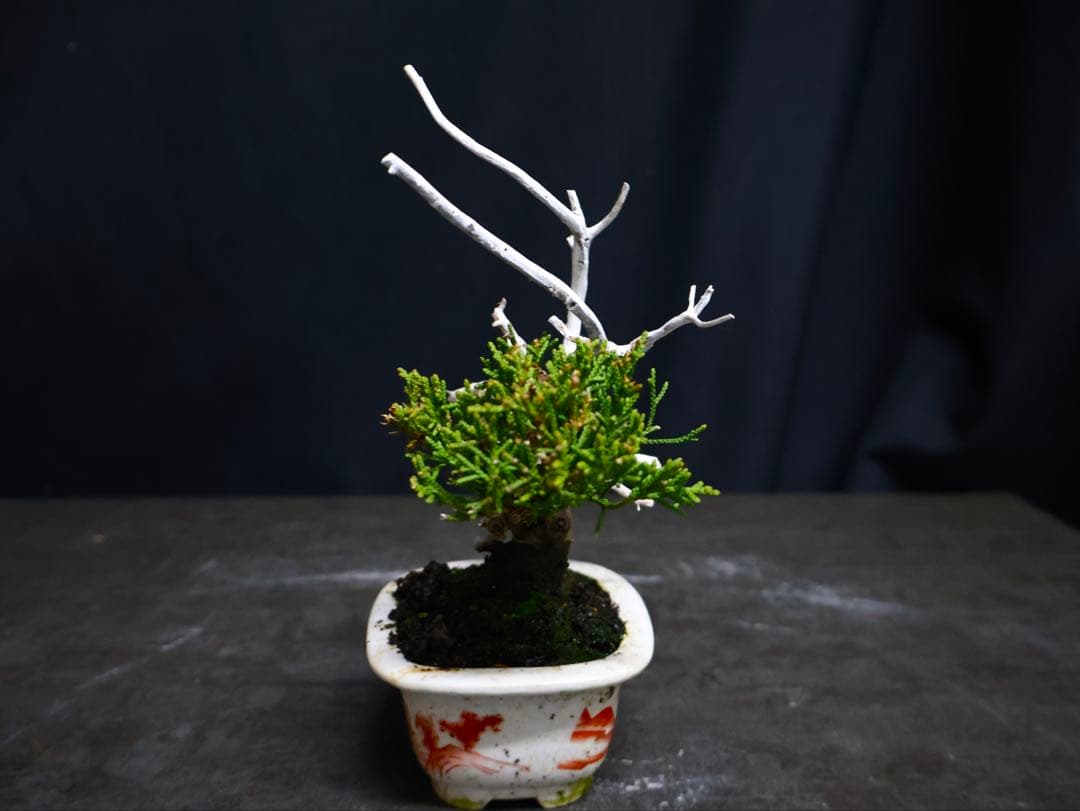 真柏　小品盆栽　天神　ジン　シャリ　盆栽　ミニ盆栽