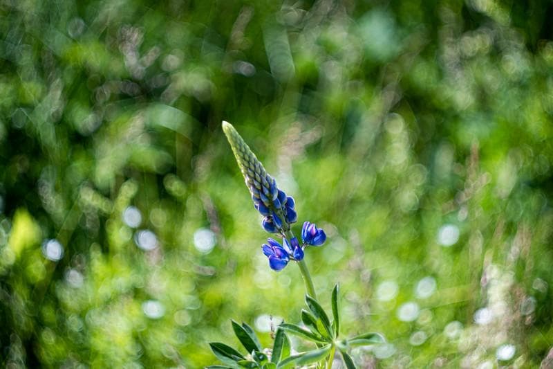 58　分解洗浄済 未使用　ぐるぐるボケレンズ　ヘリオス　44-2　M42