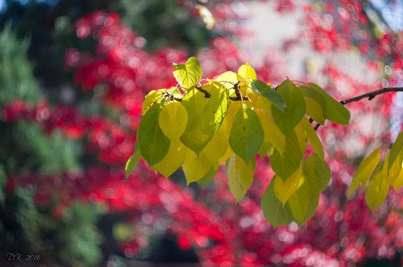 58　分解洗浄済 未使用　ぐるぐるボケレンズ　ヘリオス　44-2　M42