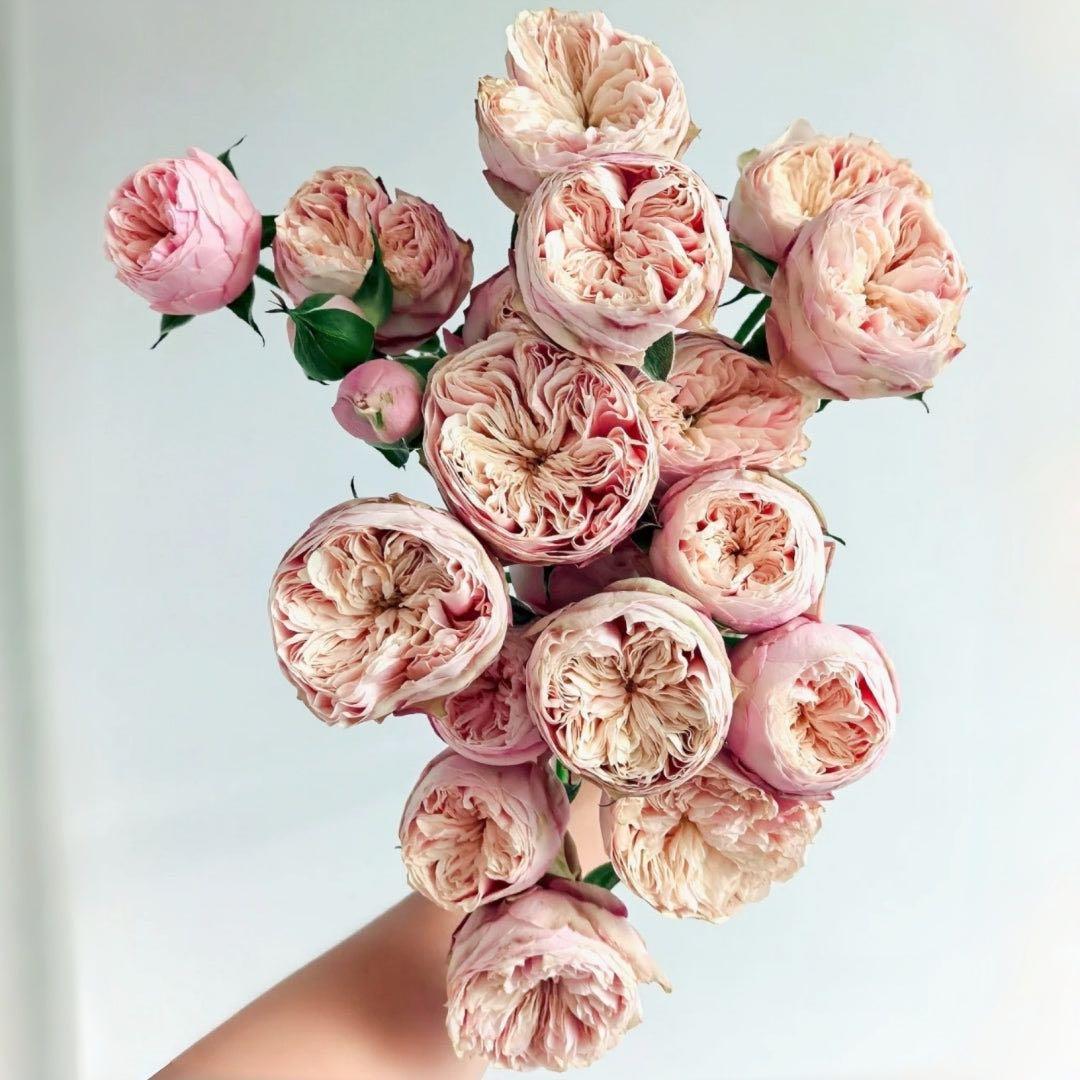 バラ苗　切りバラ苗　R♡yal blush バラ苗