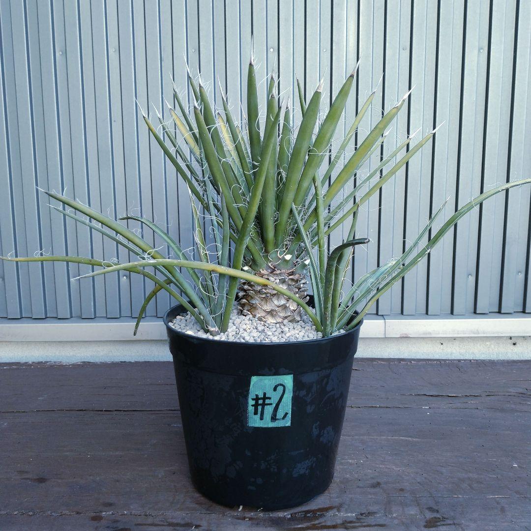 #2 ユッカフィリフェラ （Yucca Filifera）3頭株 発根済
