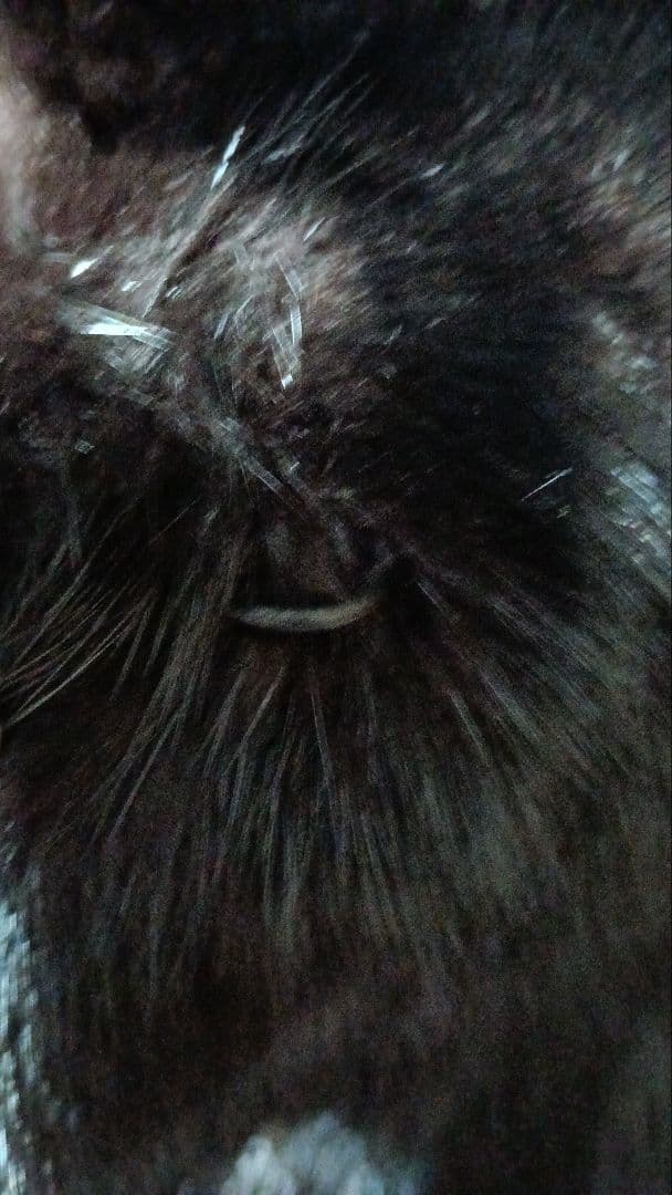 毛皮のコート　ミンク　リアルファーコート　ブラック