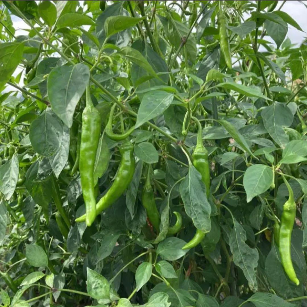 青唐辛子　7キロ　大量　業務用　柚子胡椒　南蛮　青とうがらし