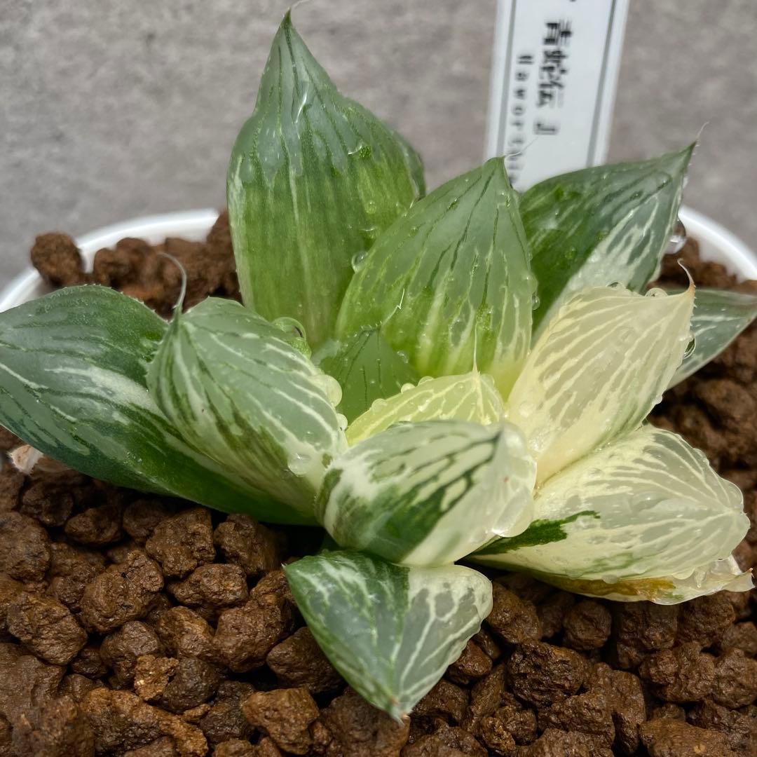 青蛇伝　ハオルチア　オブツーサ錦