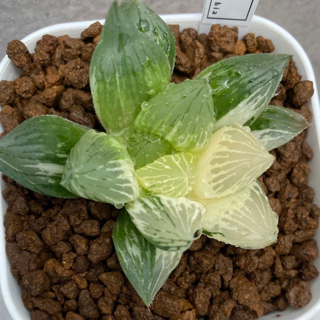 青蛇伝　ハオルチア　オブツーサ錦