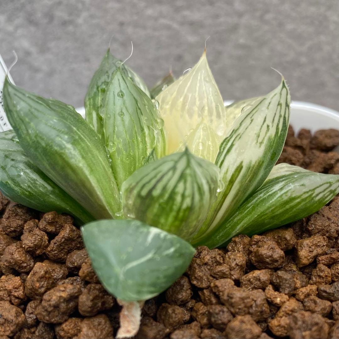 青蛇伝　ハオルチア　オブツーサ錦