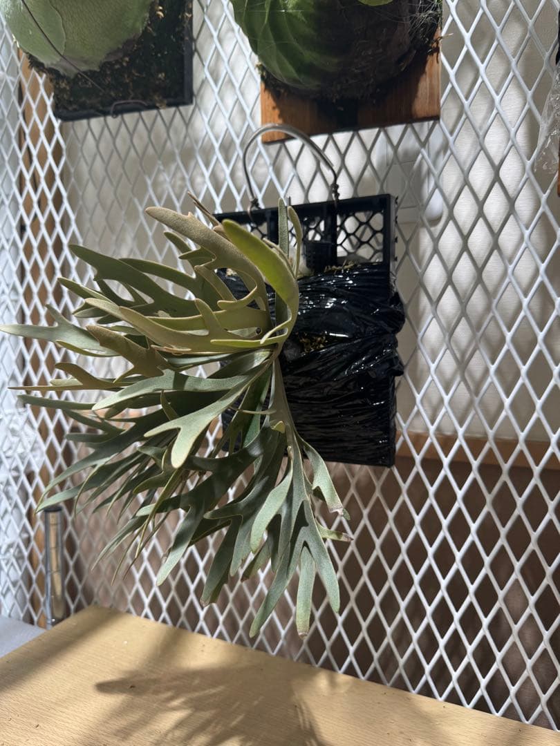 P. willinckii \"Padparadscha\" 親株