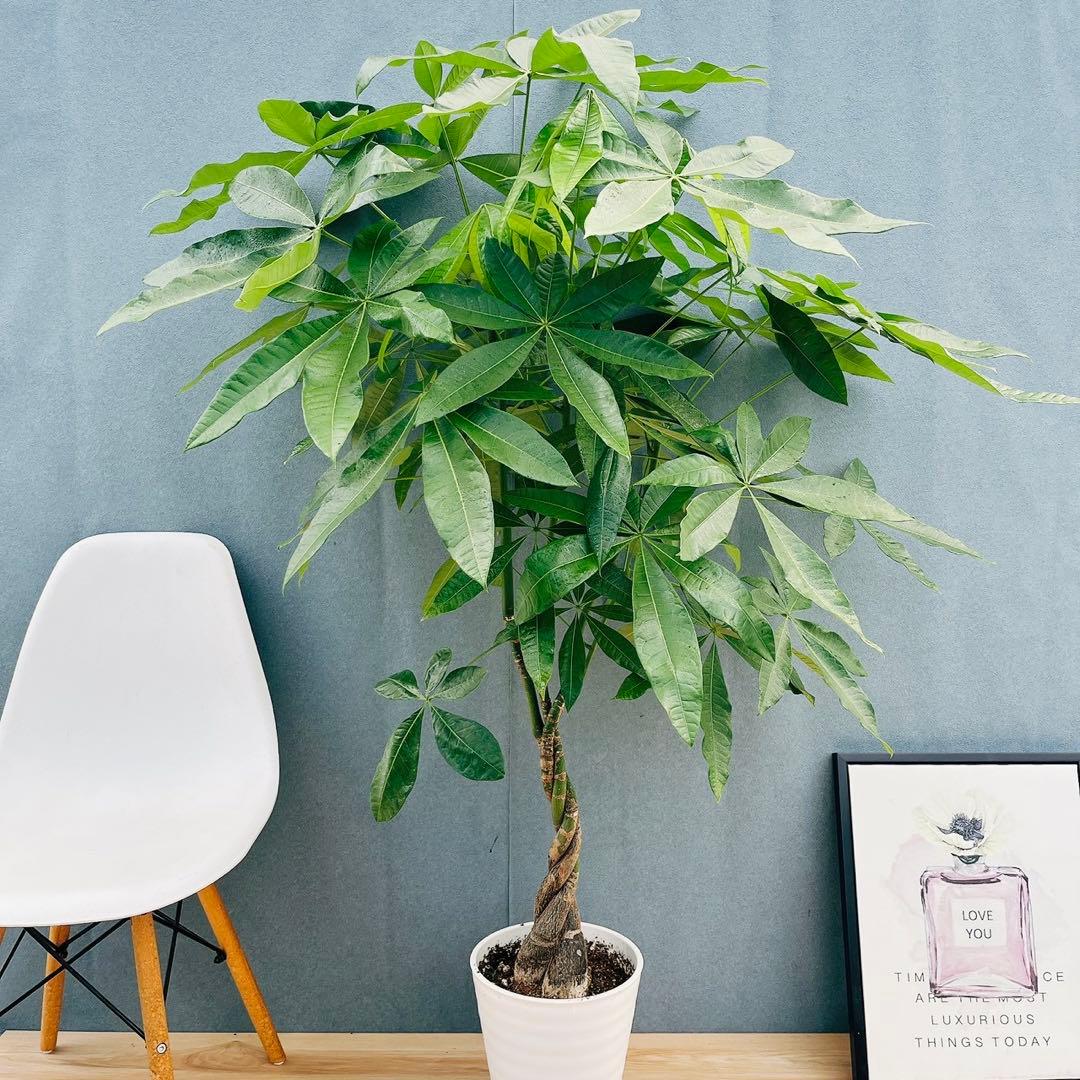 ［現品］33番　パキラ　編み込み　8号　観葉植物　おしゃれ　室内　大型　ねじり