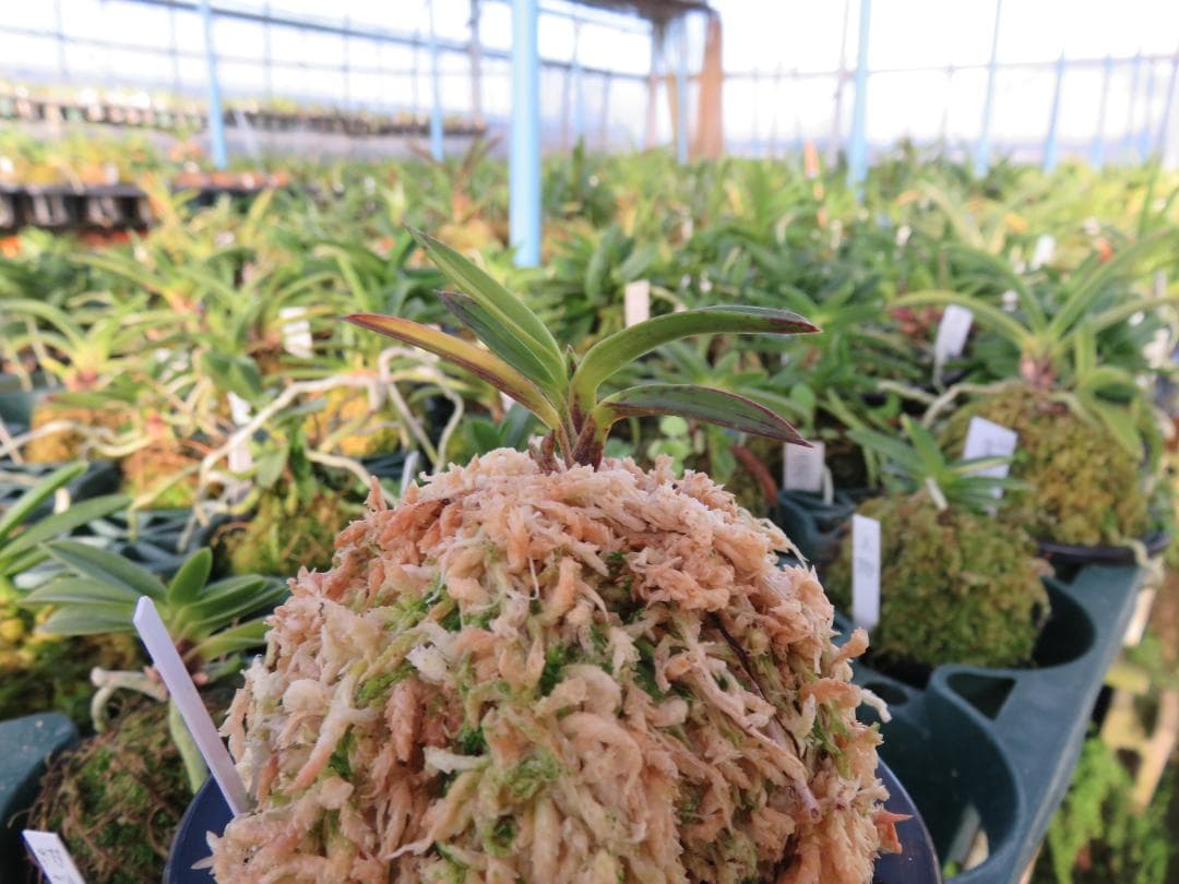 富貴蘭（金牡丹縞）