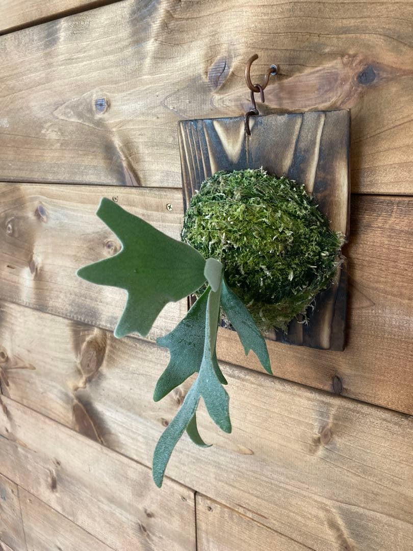 ビカクシダ ウィリンキー \