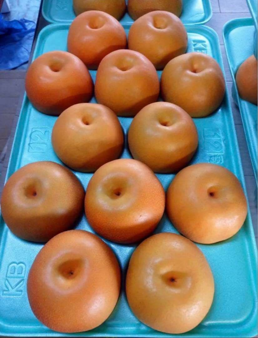 横　10キロ　豊水梨