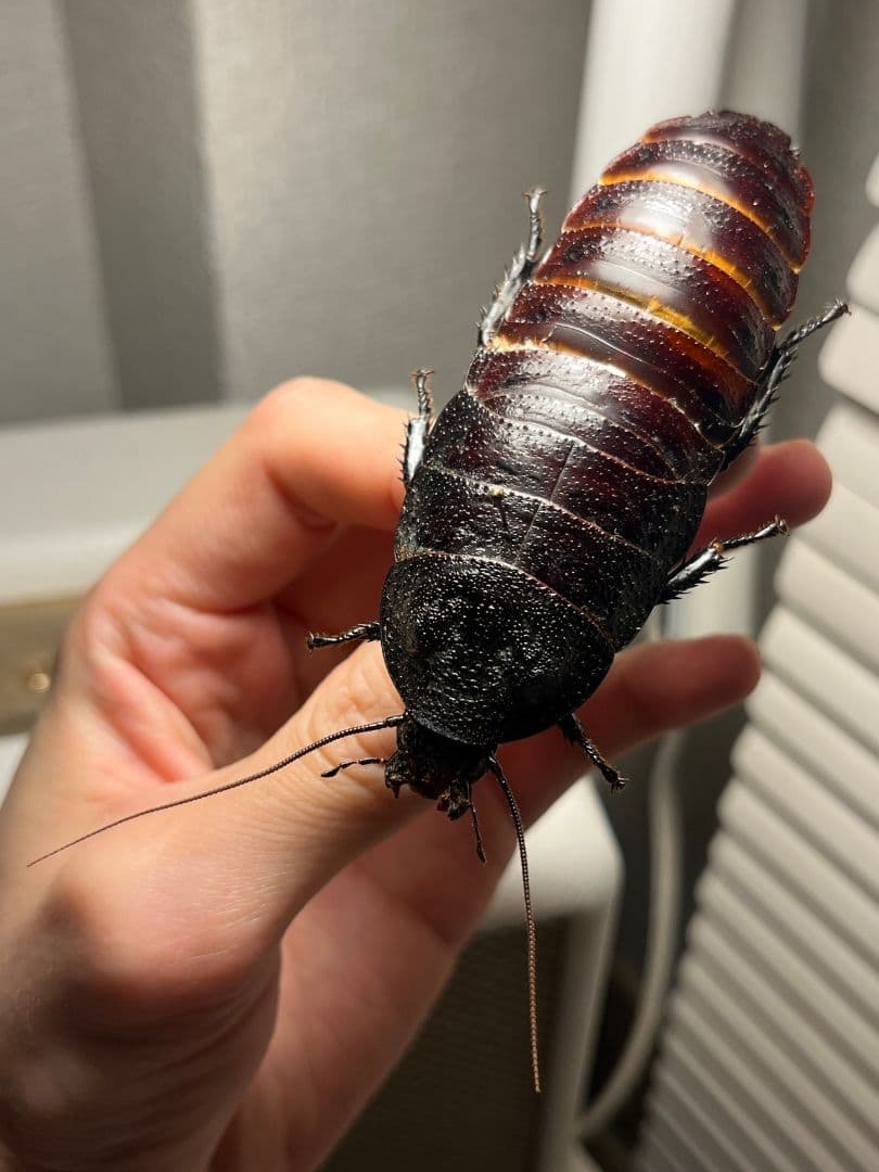 【蜚最大級】マダガスカルゴキブリ オブロンゴナタ？ 標本 ポルテントーサ