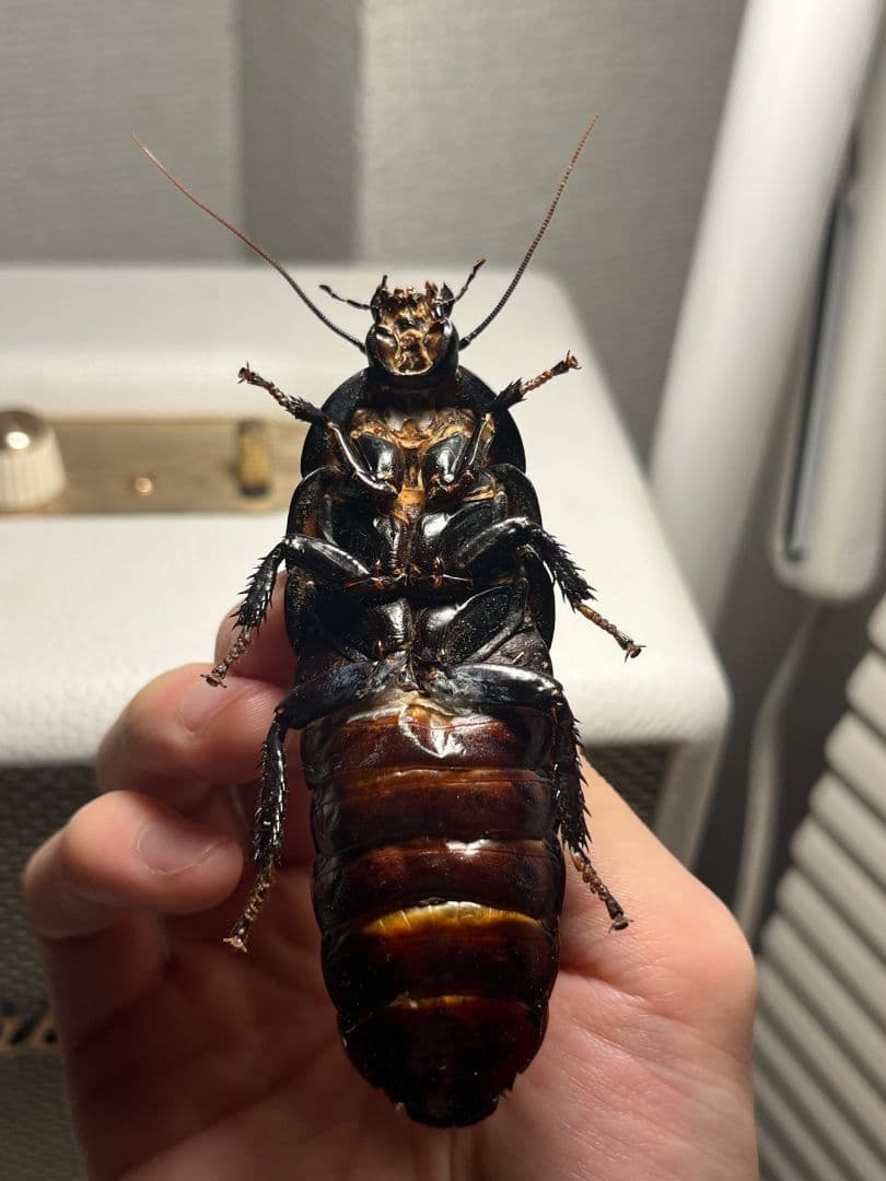 【蜚最大級】マダガスカルゴキブリ オブロンゴナタ？ 標本 ポルテントーサ