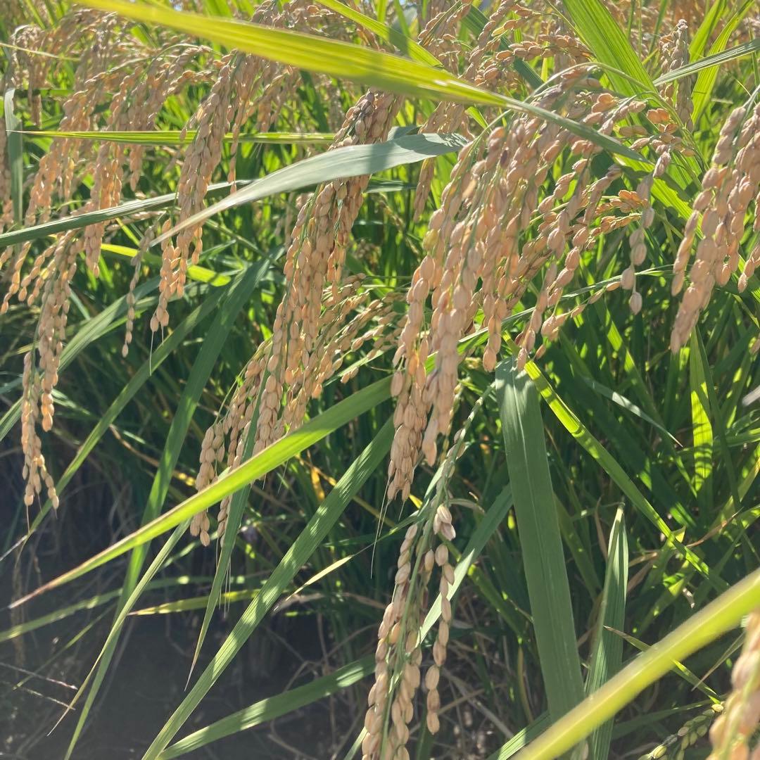 朝日米　自然栽培　玄米　30kg