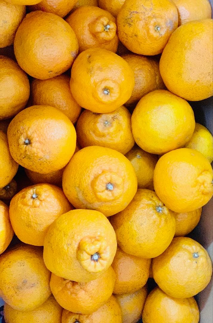 デコポン　不知火　みかん　40kg