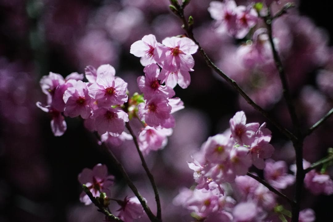 美品 Canon FD 55mm F1.2 S.S.C.